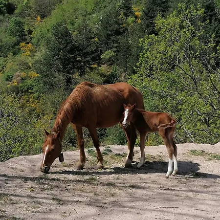 La Del Poeta Gospodarstwo agroturystyczne *