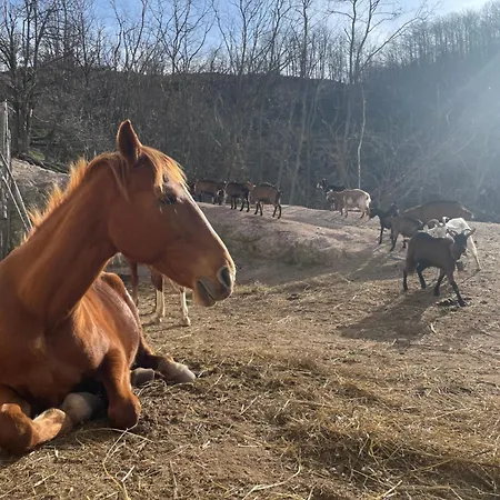 La Locanda Del Poeta Farm stay Acri
