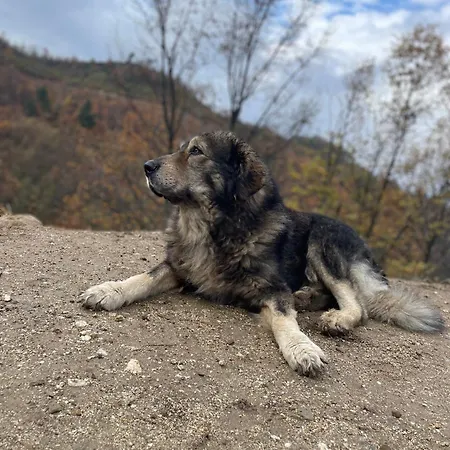 Gospodarstwo agroturystyczne La Del Poeta Acri