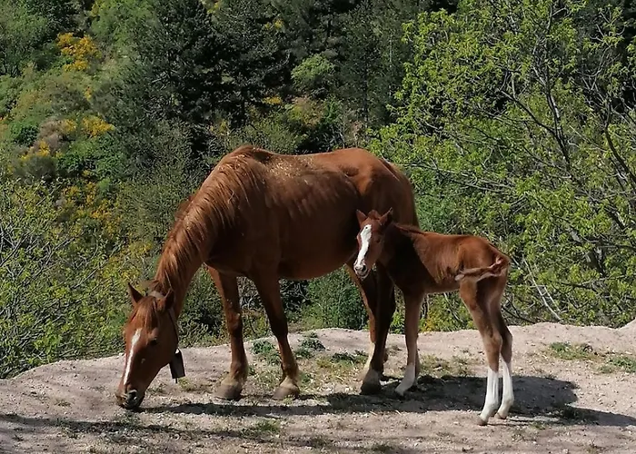 La Del Poeta Alloggio per agriturismo *