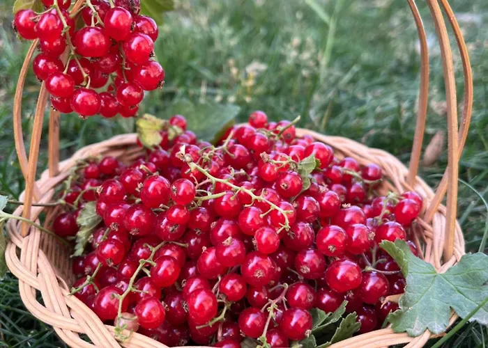 La Del Poeta Alloggio per agriturismo